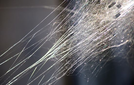 Can A Spider Web Catch Fire?